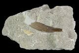 Fossil Plesiosaur (Zarafasaura) Tooth - Morocco #127419-1